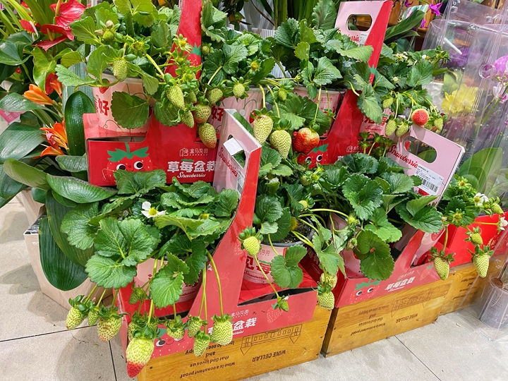 1月9日、上海のある店で売られていた鑑賞用イチゴ?！赣皮胜閻?ài)でる」タイプの春節(jié)に飾る花が今、中國(guó)の若者の心を捉えている。畫(huà)像提供?取材対応店