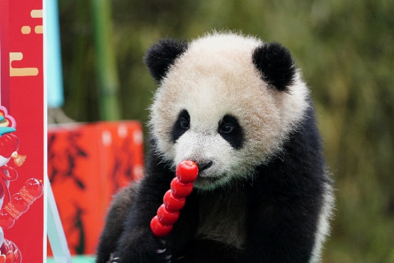 パンダの赤ちゃん25頭がかわいい姿で「春節(jié)」の到來祝う