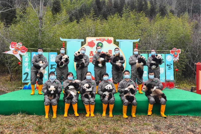 パンダの赤ちゃん25頭がかわいい姿で「春節(jié)」の到來祝う