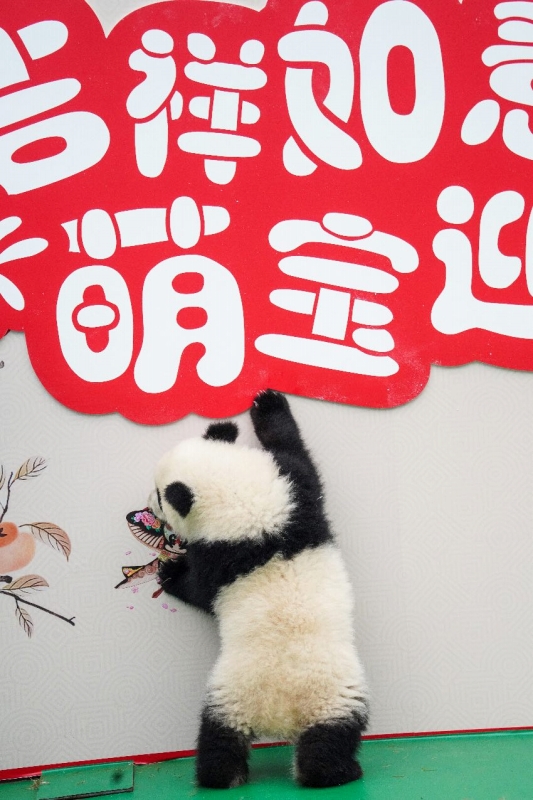 パンダの赤ちゃん25頭がかわいい姿で「春節(jié)」の到來祝う