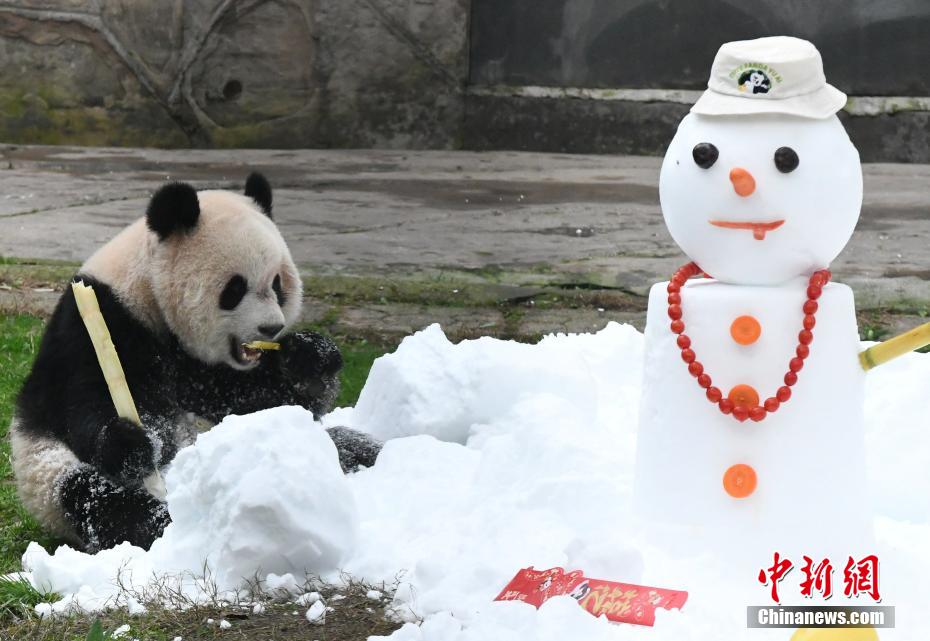 春節(jié)控え、特製の「新年のご馳走」を楽しむパンダ　重慶