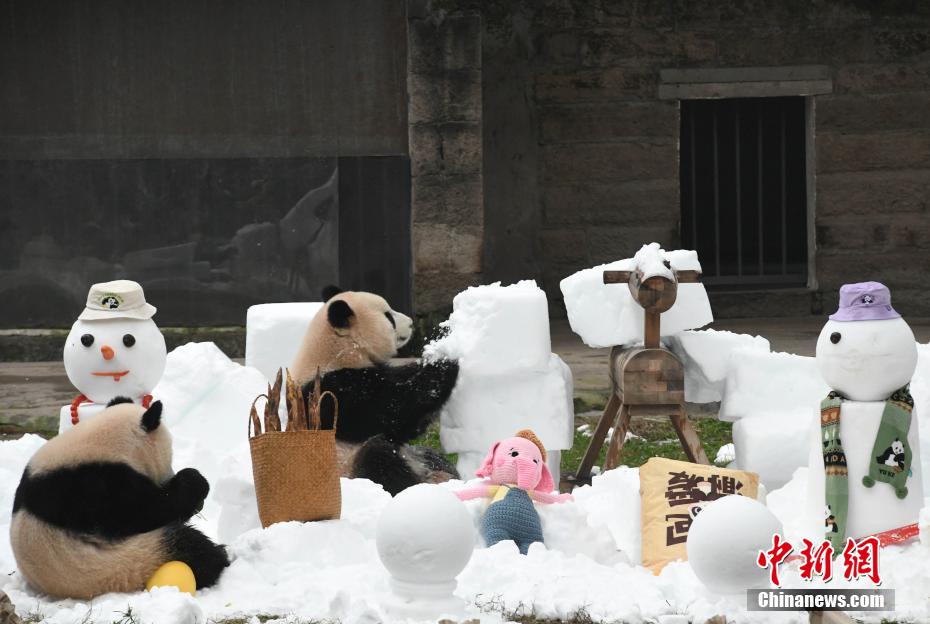 春節(jié)控え、特製の「新年のご馳走」を楽しむパンダ　重慶