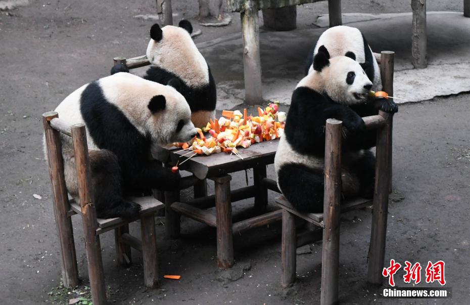 春節(jié)控え、特製の「新年のご馳走」を楽しむパンダ　重慶