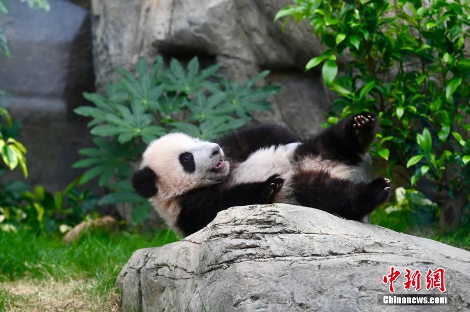 香港特區(qū)生まれの雙子パンダがメディアにお披露目