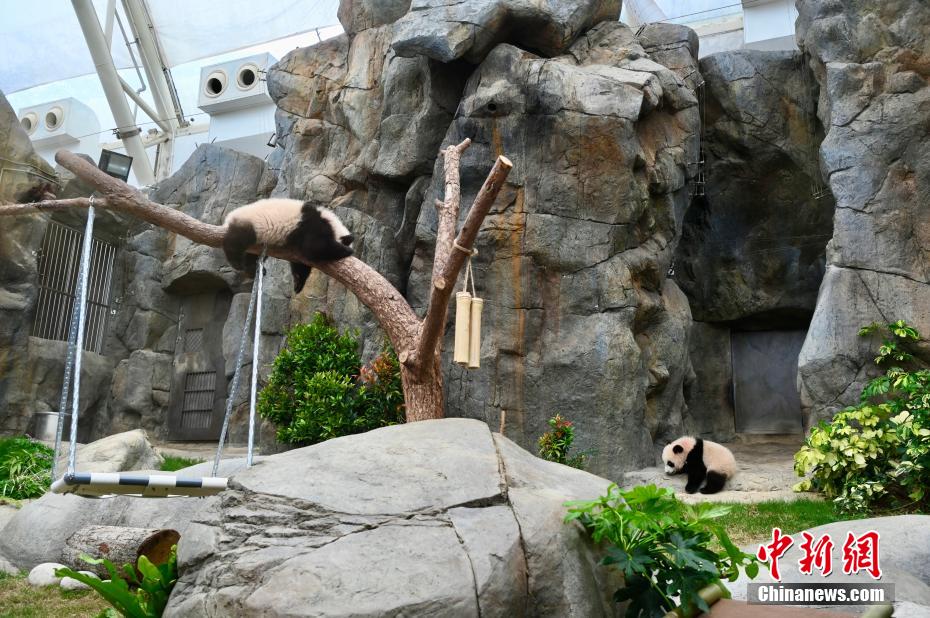 香港特區(qū)生まれの雙子パンダがメディアにお披露目