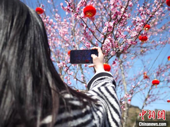 浙江省瑞安市で梅の花が見頃迎える