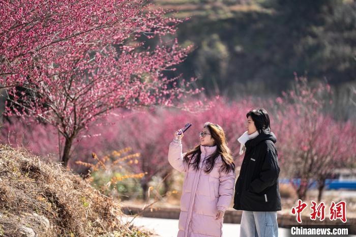 浙江省瑞安市で梅の花が見頃迎える