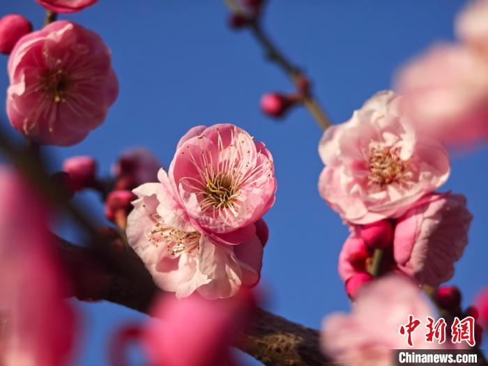 浙江省瑞安市で梅の花が見頃迎える