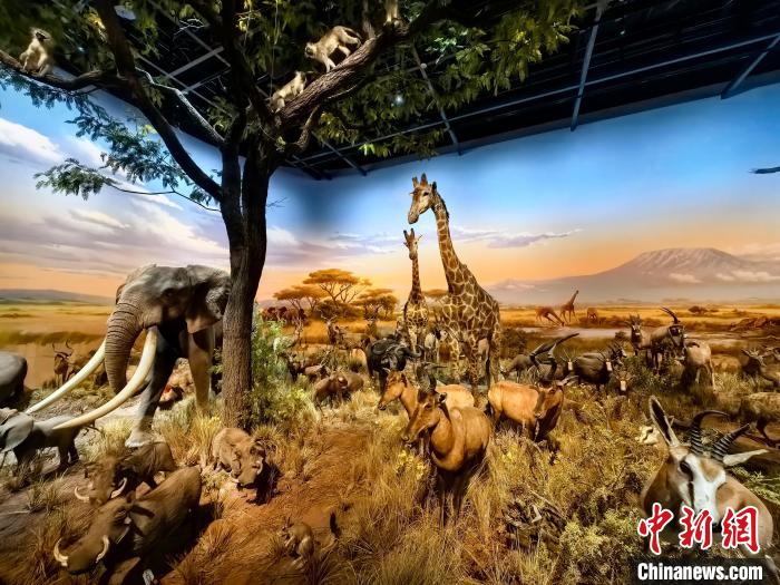 康巴什自然博物館の野生動(dòng)物標(biāo)本。（撮影?李愛(ài)平）