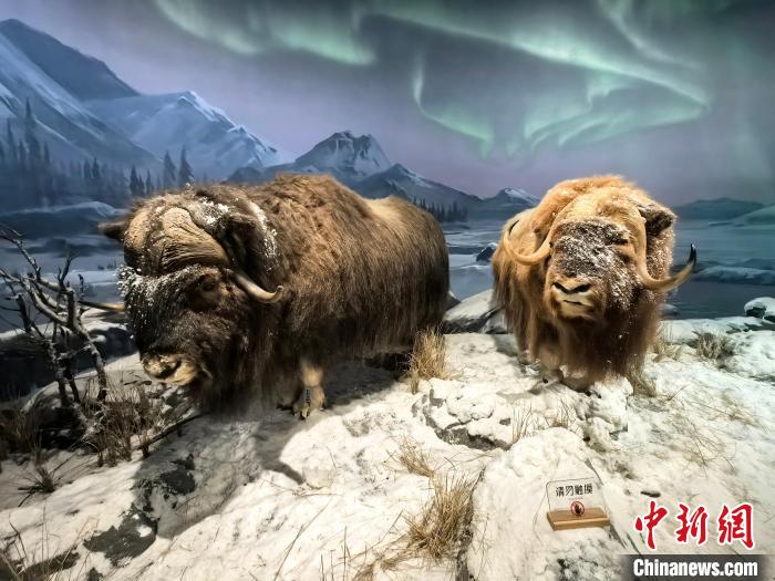 康巴什自然博物館の野生動(dòng)物標(biāo)本。（撮影?李愛(ài)平）