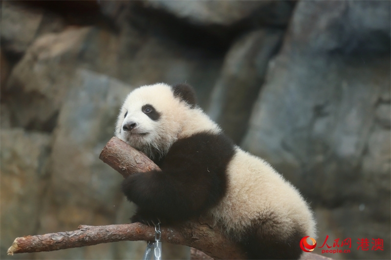 メスのパンダの赤ちゃん（撮影?呉宇揚揚）。