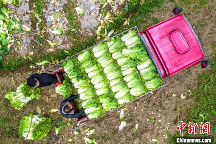 農(nóng)家の増収に寄與する野菜栽培　貴州省黔西