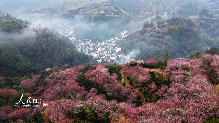 安徽省歙県で梅の花が見頃に