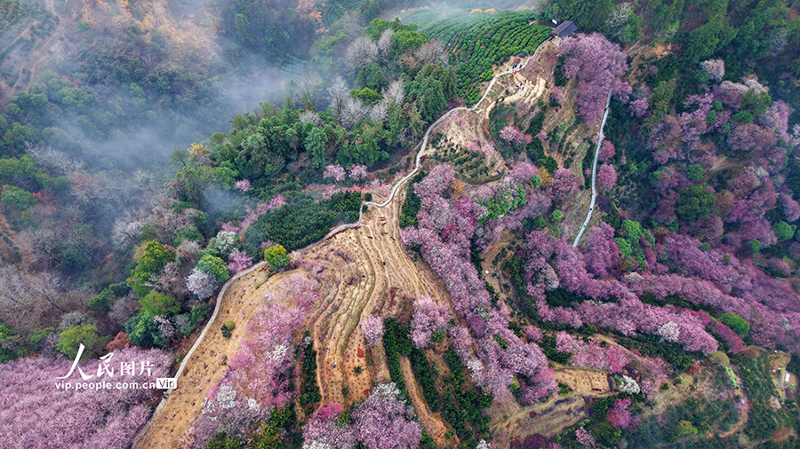 安徽省歙県で梅の花が見(jiàn)頃に