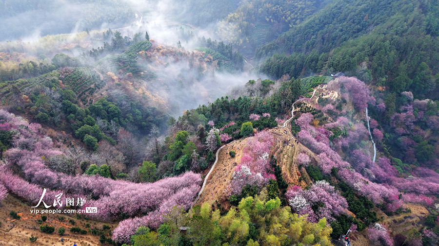 安徽省歙県で梅の花が見頃に