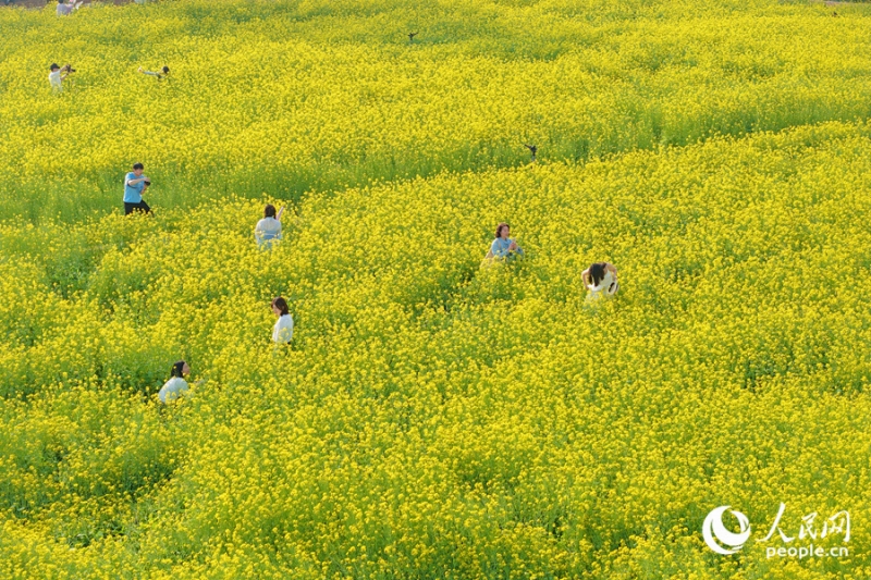 福建省廈門(mén)の菜の花が見(jiàn)頃迎え、広がるうららかな春景色