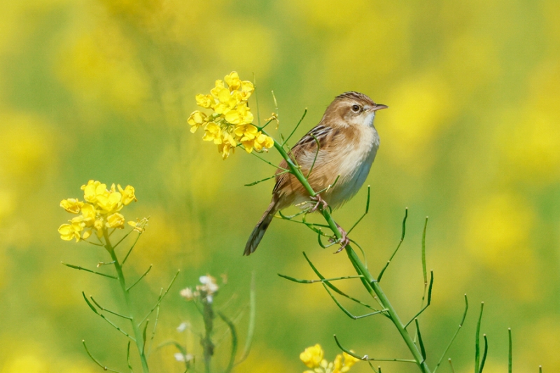 福建省廈門の菜の花が見頃迎え、広がるうららかな春景色