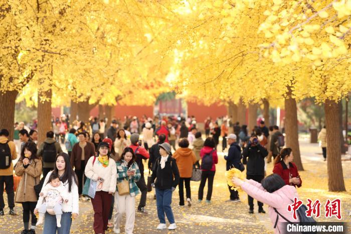 2024年11月、黃金色のイチョウの木を観賞?撮影しようと北京中山公園を訪れている市民。 撮影?田雨昊