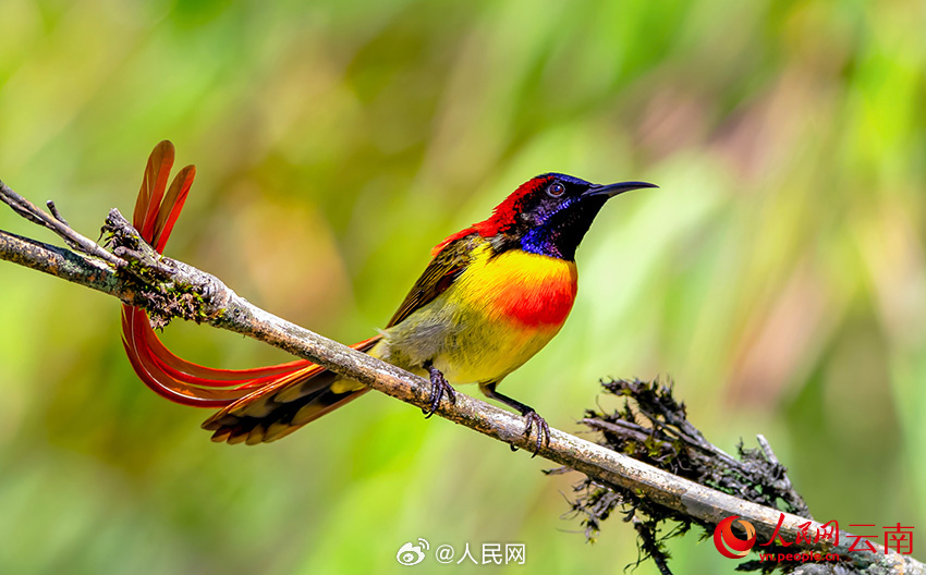 色彩鮮やかな鳥たちの楽園　雲(yún)南省怒江傈僳族自治州