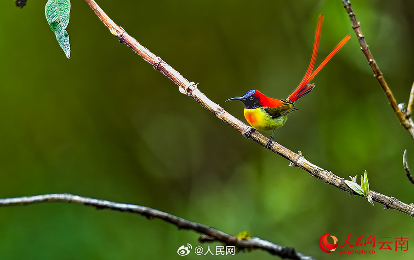 色彩鮮やかな鳥たちの楽園　雲(yún)南省怒江傈僳族自治州