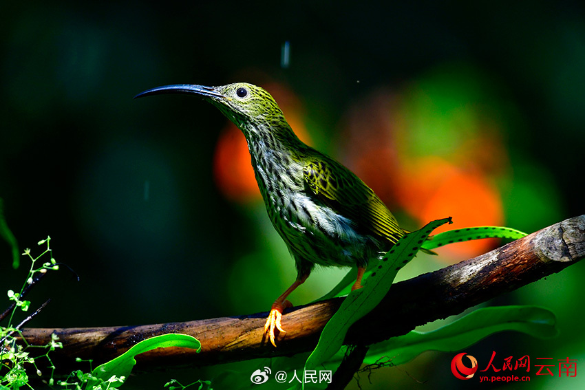 色彩鮮やかな鳥たちの楽園　雲(yún)南省怒江傈僳族自治州