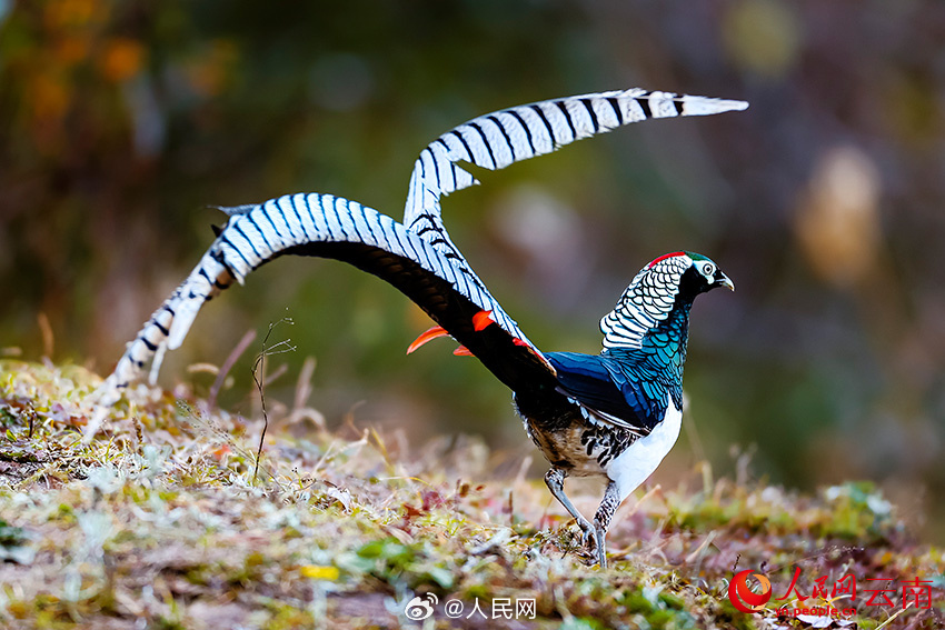 色彩鮮やかな鳥(niǎo)たちの楽園　雲(yún)南省怒江傈僳族自治州