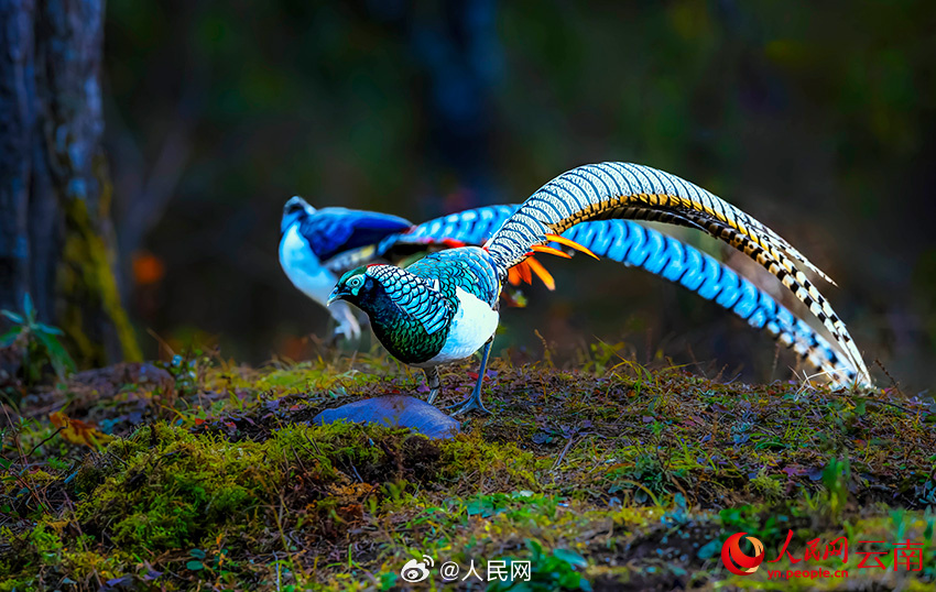 色彩鮮やかな鳥たちの楽園　雲(yún)南省怒江傈僳族自治州
