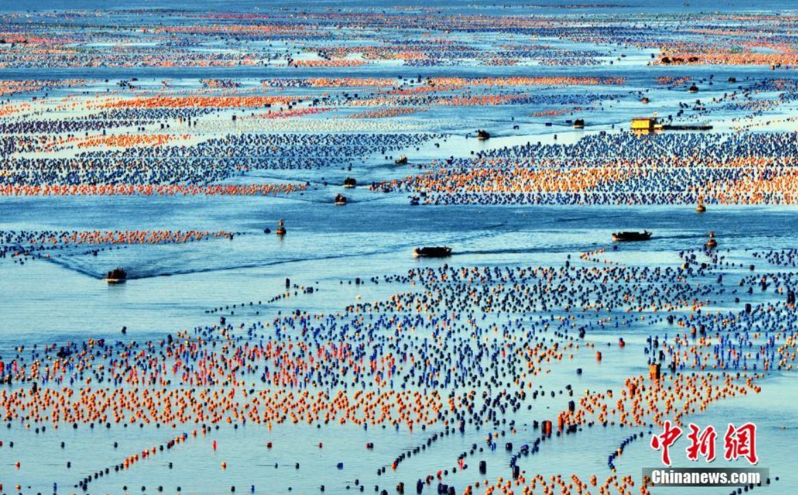 2024年7月5日、福建省連江県下宮鎮(zhèn)松蘆灣海域で、収穫したアワビを積んだ船を操縦し港へ戻る漁師。（資料寫真）