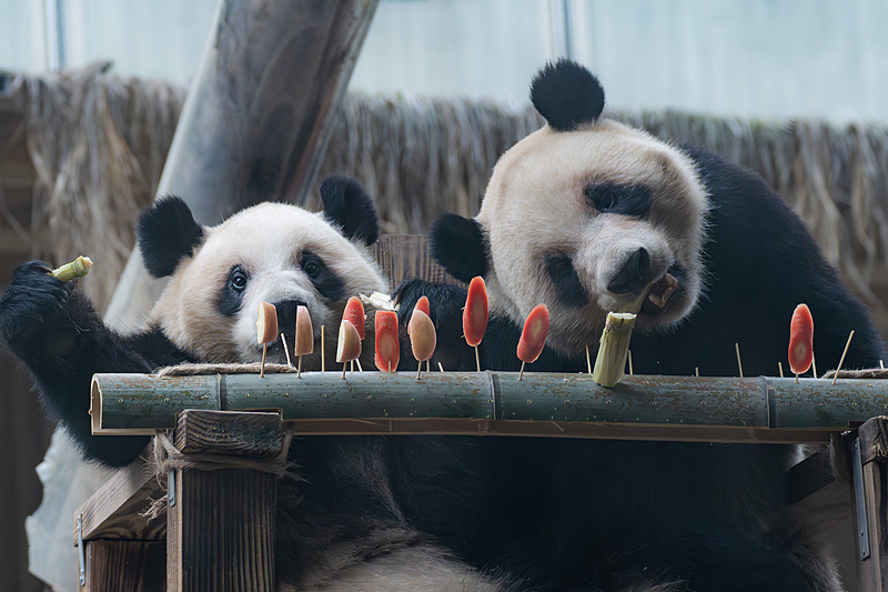 パンダたちが各種串刺し特別メニューを満喫！　重慶