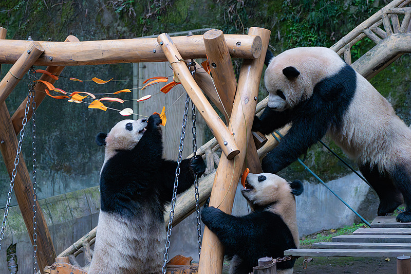 パンダたちが各種串刺し特別メニューを満?jiǎn)耍　≈貞c