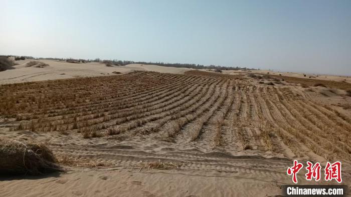 2024年6月5日に撮影された敦煌莫高窟の空撮寫真には、防砂林ベルト、草方格（乾燥したワラで1m四方のワラを碁盤の目のように並べて砂に埋め込むこと）による砂の固化、防砂ネット、砂利による砂押さえなど何重もの措置による多層的な防砂システムが確認される。（資料寫真。撮影?李亜龍））
