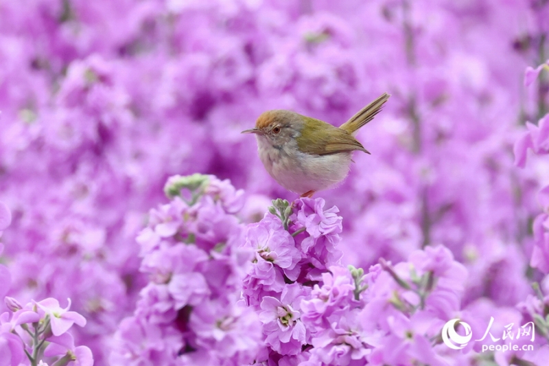 見(jiàn)頃を迎えたストックが人々を魅了　福建省廈門(mén)