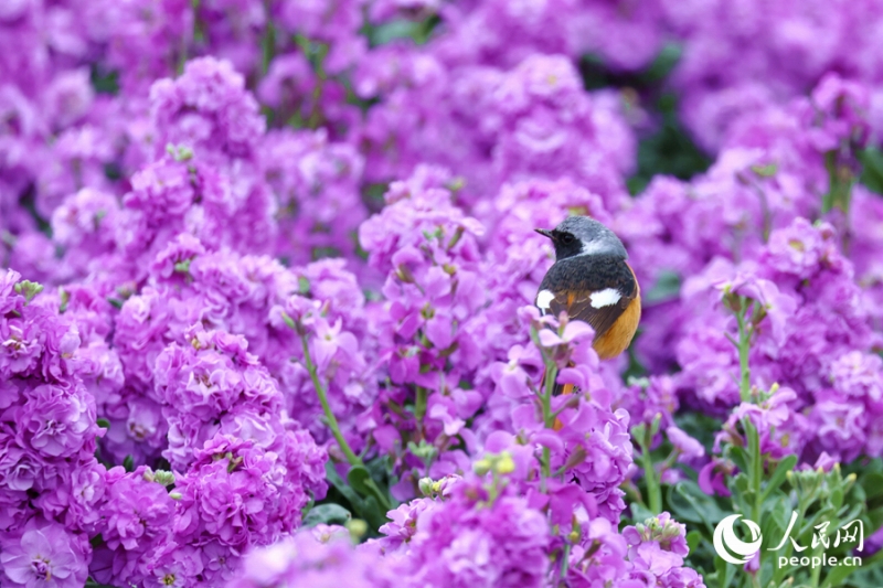 見頃を迎えたストックが人々を魅了　福建省廈門