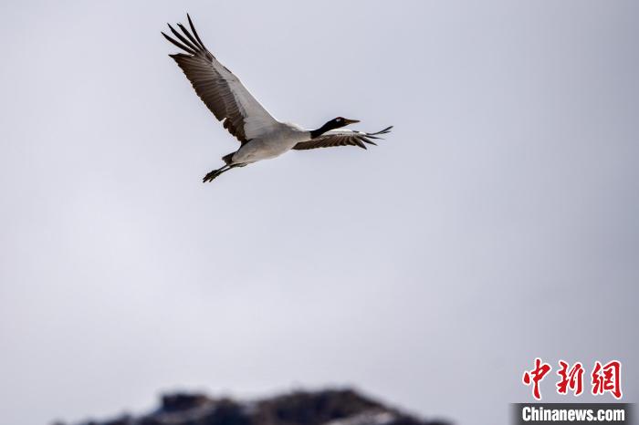 【音聲ニュース】 オグロヅルが拉薩の「市の鳥」に