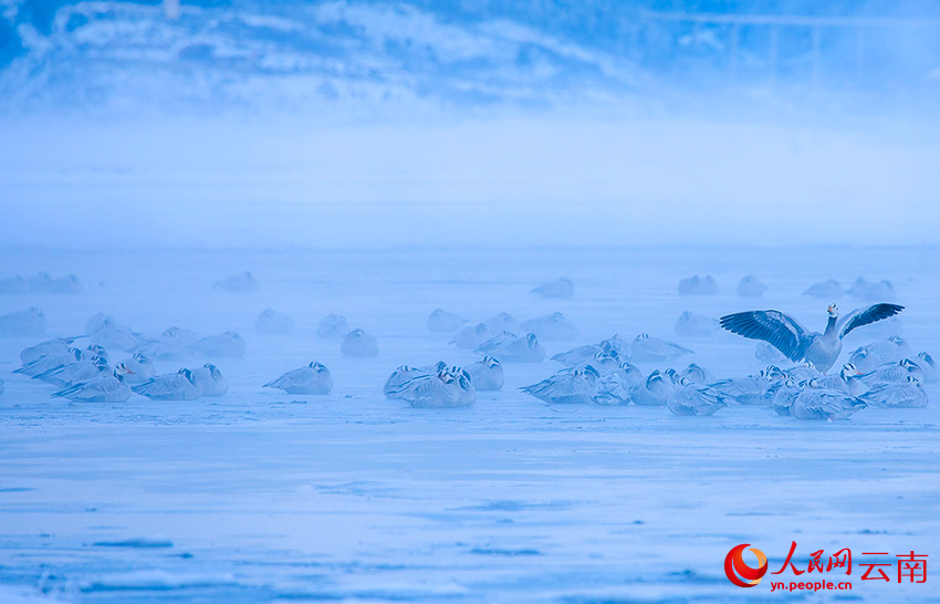 香格里拉の豊かな生態(tài)系を紹介するバードウォッチングイベント 　雲(yún)南省