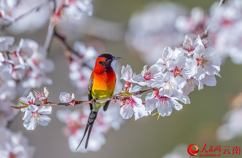 香格里拉の豊かな生態(tài)系を紹介するバードウォッチングイベント 　雲(yún)南省