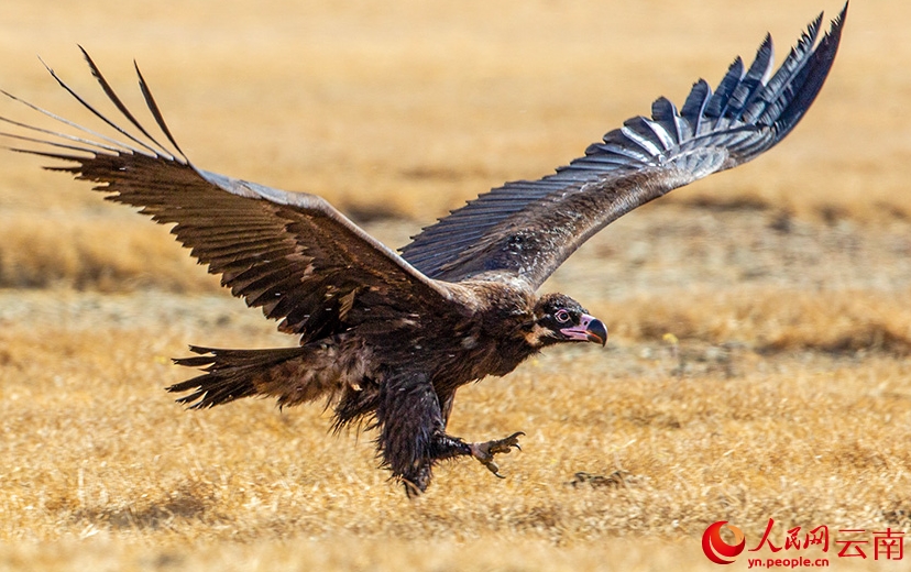 香格里拉の豊かな生態(tài)系を紹介するバードウォッチングイベント 　雲(yún)南省