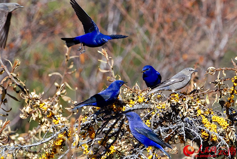 香格里拉の豊かな生態(tài)系を紹介するバードウォッチングイベント 　雲(yún)南省
