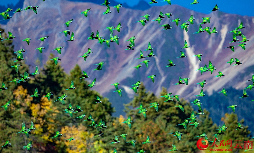 香格里拉の豊かな生態(tài)系を紹介するバードウォッチングイベント 　雲南省