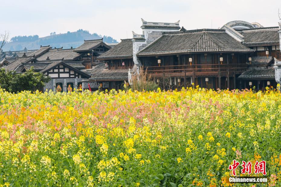 李荘古鎮(zhèn)で開花のピークを迎えた濃淡や色合いが異なる菜の花（撮影?李舫）。