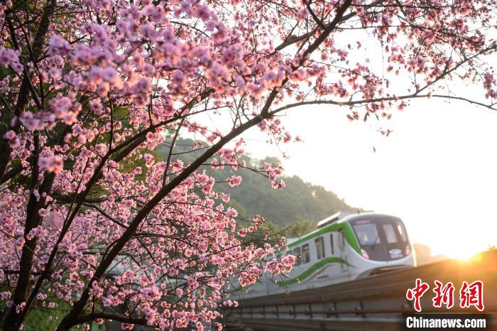 ビジンウメが満開を迎えた重慶軌道交通2號(hào)線の佛図関區(qū)間（撮影?何蓬磊）。