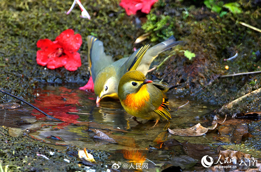 カラフルで美しいソウシチョウが雲(yún)南省怒江に現(xiàn)る