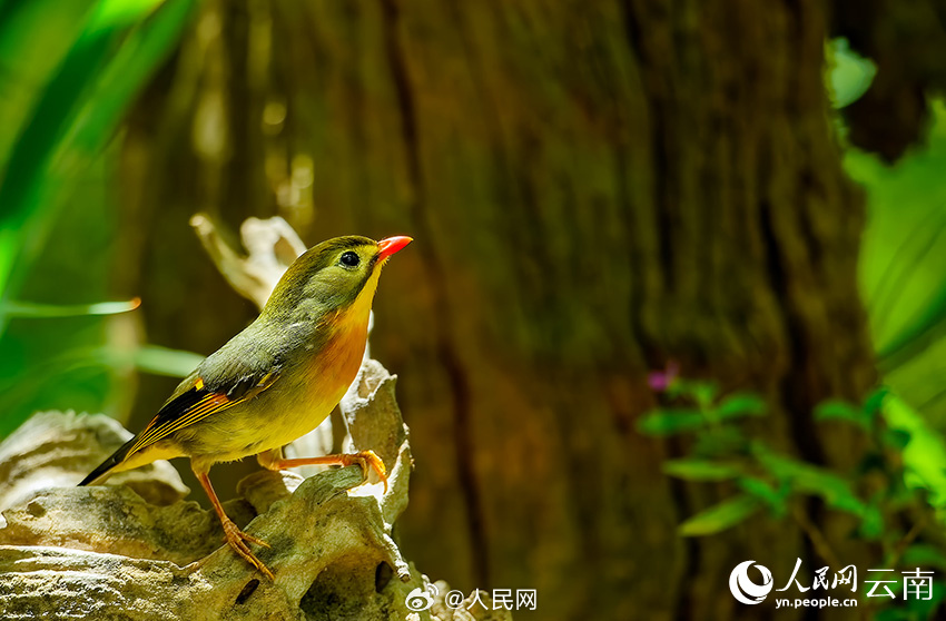 カラフルで美しいソウシチョウが雲(yún)南省怒江に現(xiàn)る