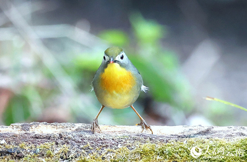 カラフルで美しいソウシチョウが雲(yún)南省怒江に現(xiàn)る