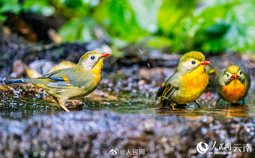 カラフルで美しいソウシチョウが雲(yún)南省怒江に現(xiàn)る