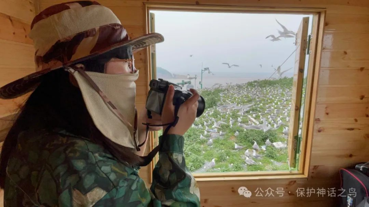 モニタリングスタッフの仕事は、小屋の中に籠り、アジサシの群れの繁殖狀況を観察すること。