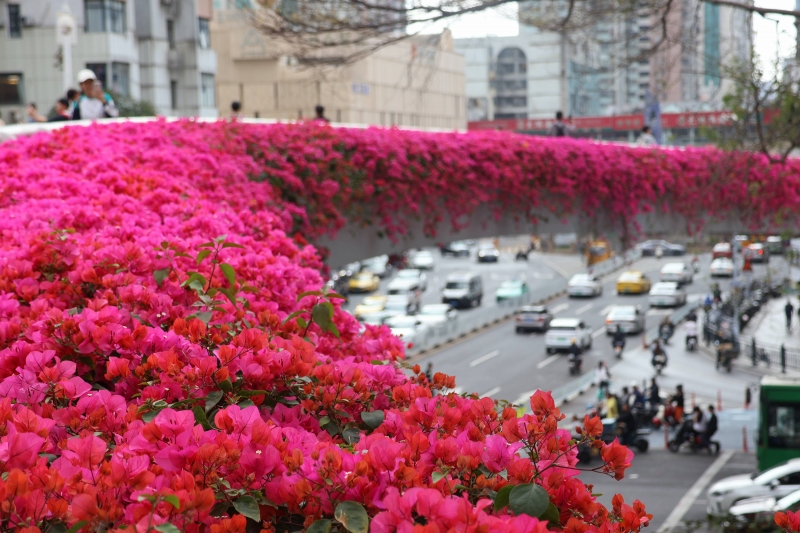 広州に春到來　ブーゲンビリアが咲き亂れる歩道橋