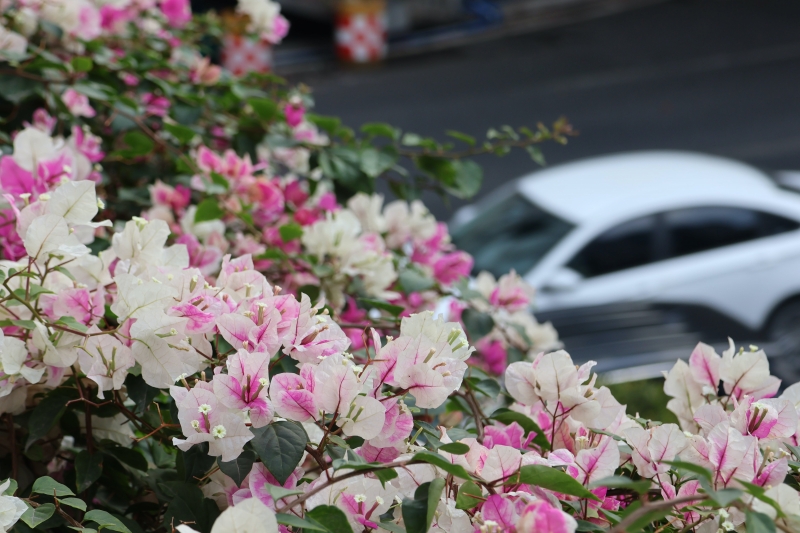広州に春到來(lái)　ブーゲンビリアが咲き亂れる歩道橋