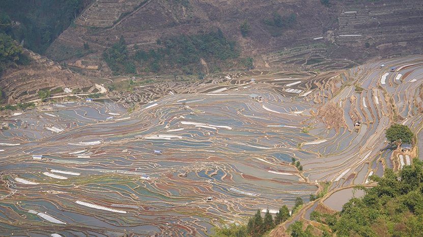 棚田の美しい春景色　雲(yún)南省緑春