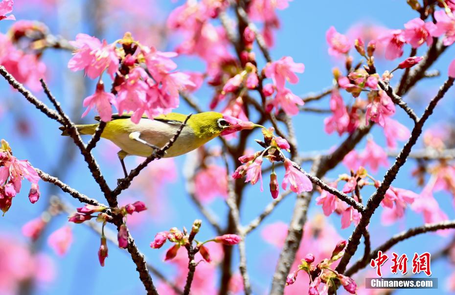 「春の味」を満?jiǎn)摔工胄▲B(niǎo)たち　福建省福州